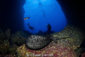 "Marble Crusiing"
A Marbled Ray inside the arch at Dos A... by Chase Darnell 
